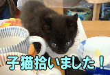��t�s���Ŗ�ǔL�̎�p�����āA��ǔL�����炷���������Ă���{�����e�B�A�ł��B